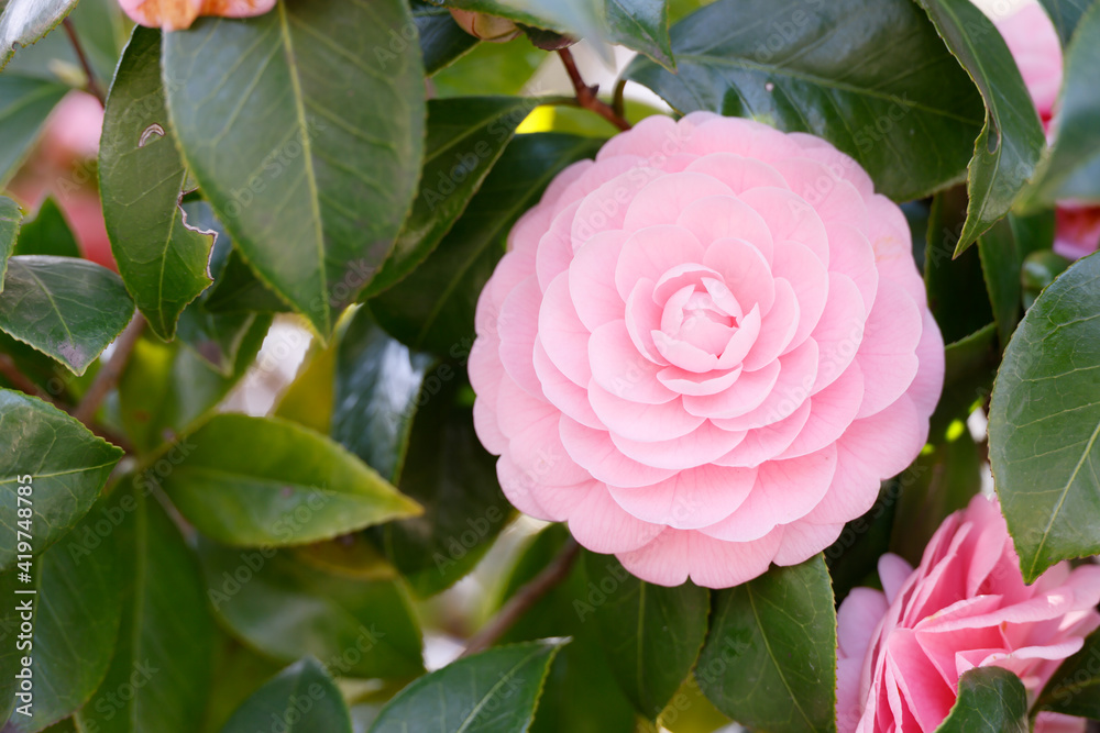 綺麗に咲いたピンク色の椿の花