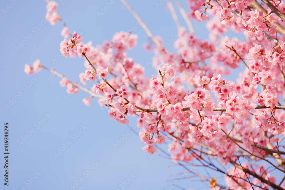 ピンク色の花びらが綺麗な満開の桜