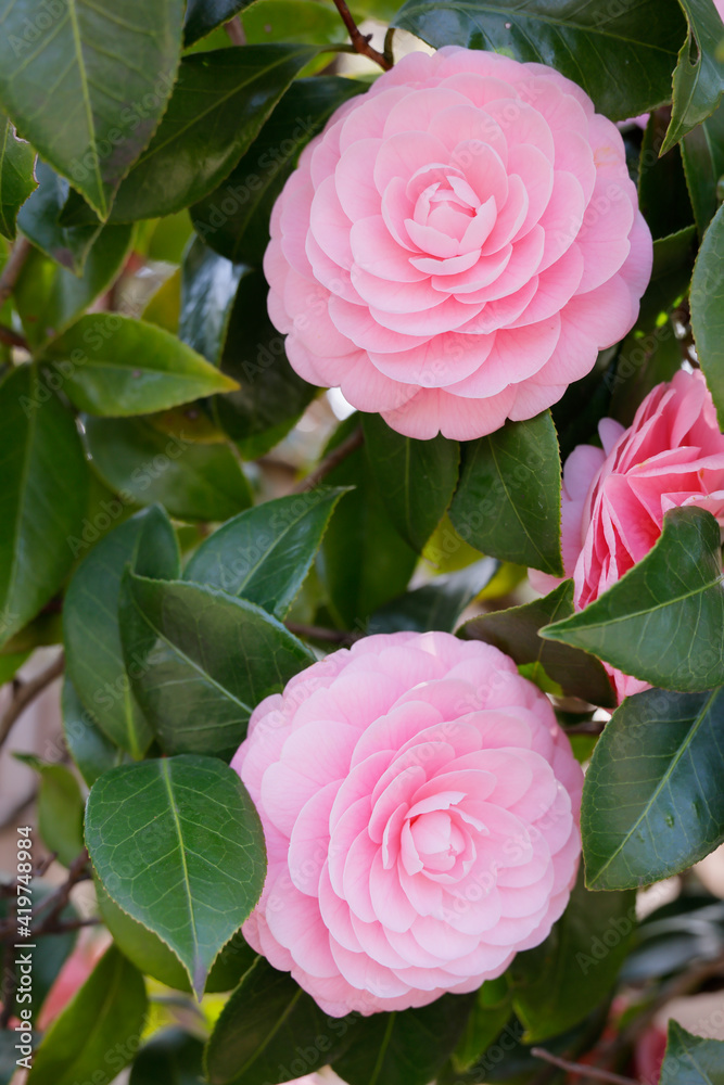 綺麗に咲いたピンク色の椿の花