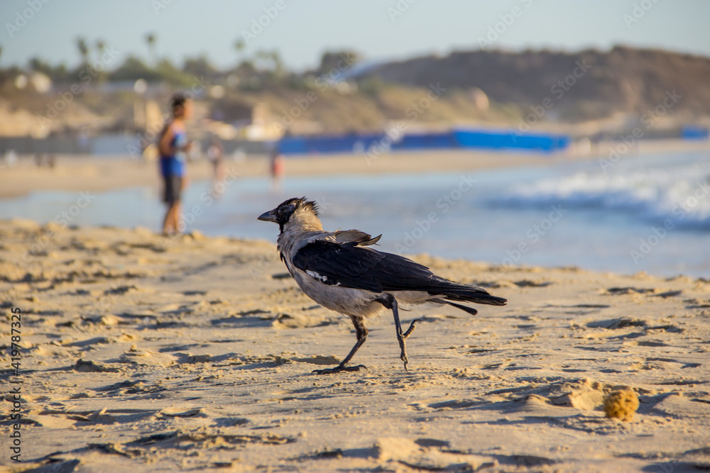 Crow walking on the beach by the sea.