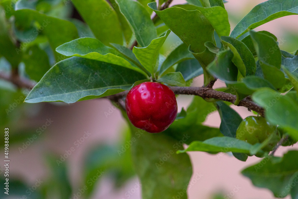 有机ACEROLA E FRESCA，NA ARVORE.FRUTA COM ALTO TEOR DE VITAMINA C.Malpighia emarginata