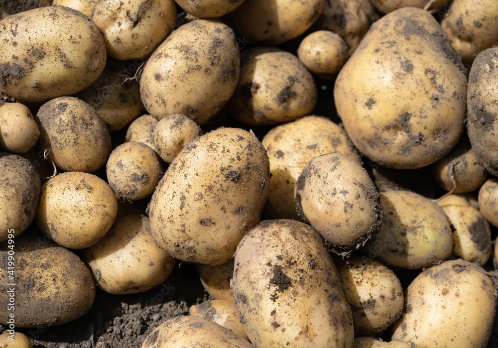 Pile of newly harvested potatoes - Solanum tuberosum on field. Harvesting potato roots from soil in 