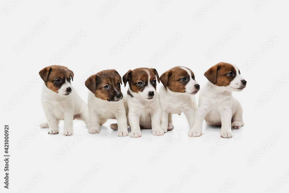 Five cute little puppies of Jack Russell terrier isolated on white background.