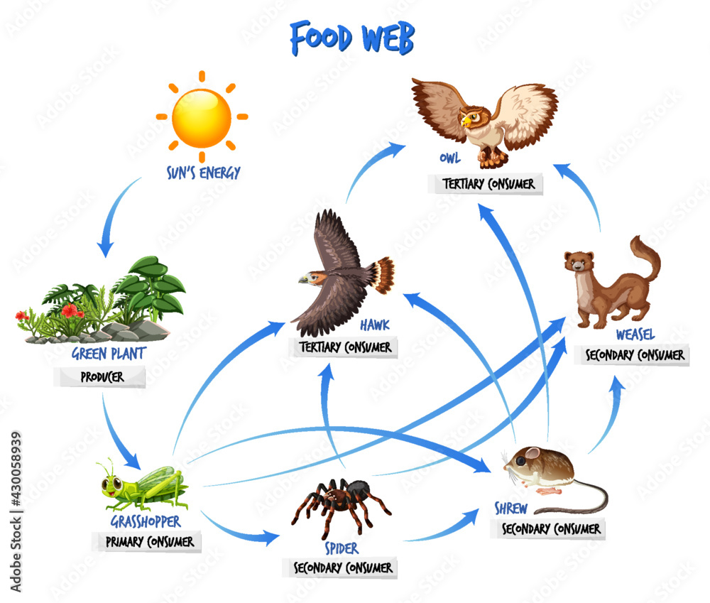 食物链图概念