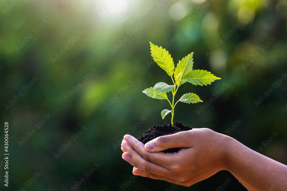 在绿色自然背景下，手持阳光的年轻植物。概念生态地球日