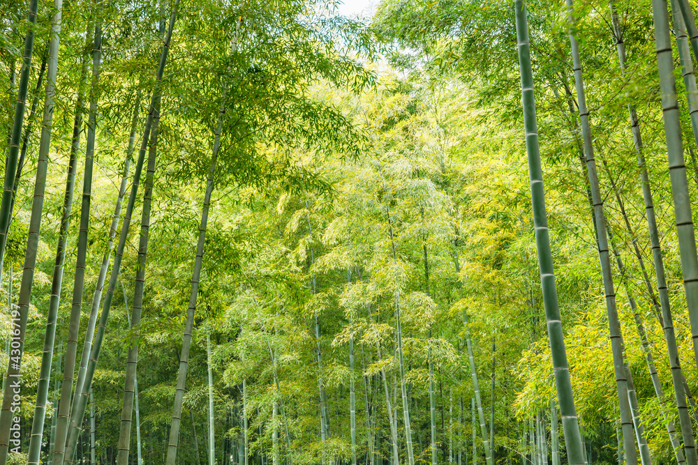 瑞々しい新緑の竹林