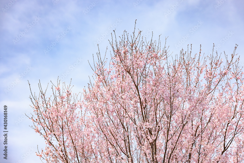 ピンク色の花びらが綺麗な桜の花