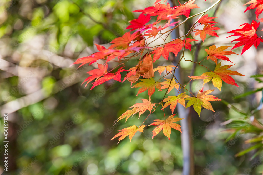 太陽の光を浴びる紅葉した楓