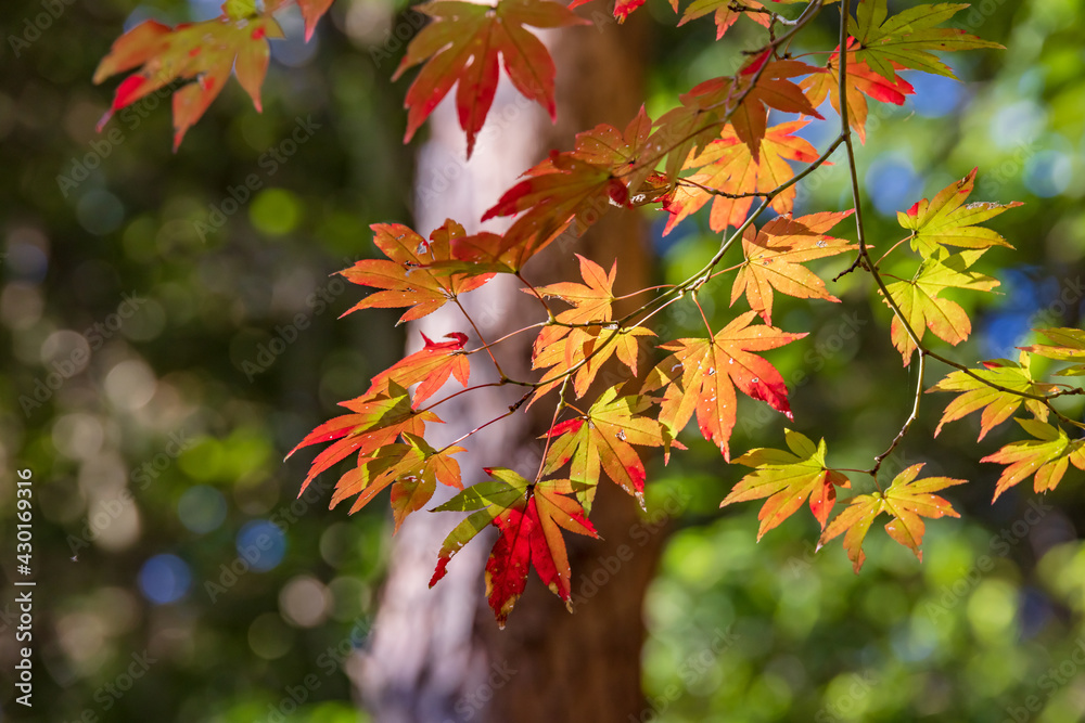 太陽の光を浴びる紅葉した楓