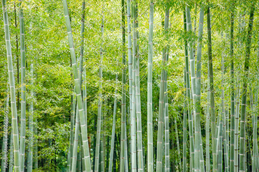 瑞々しい新緑の竹林