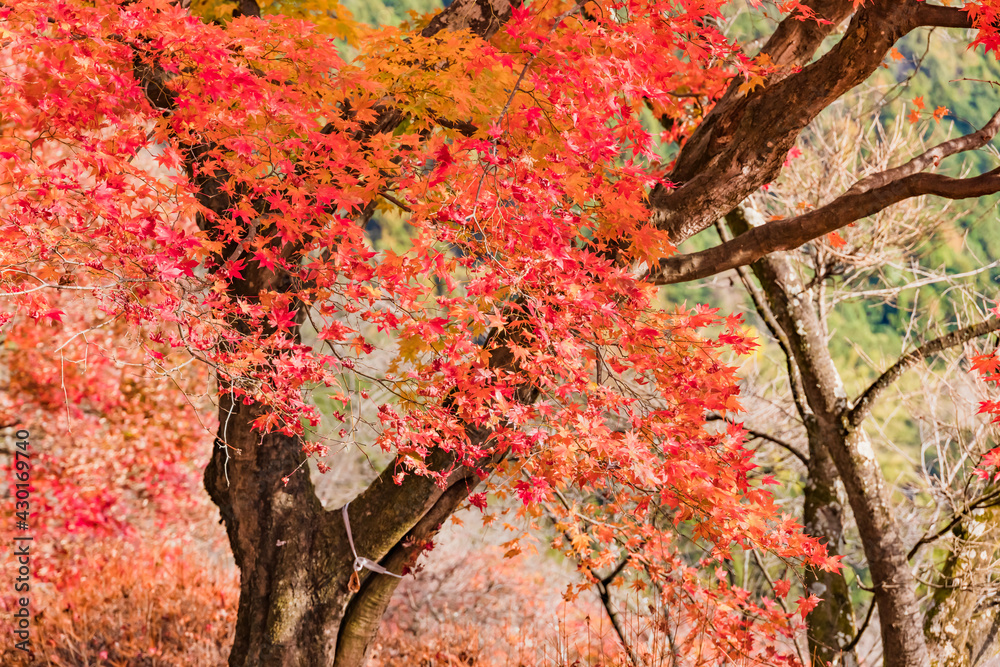 太陽の光を浴びる紅葉した楓