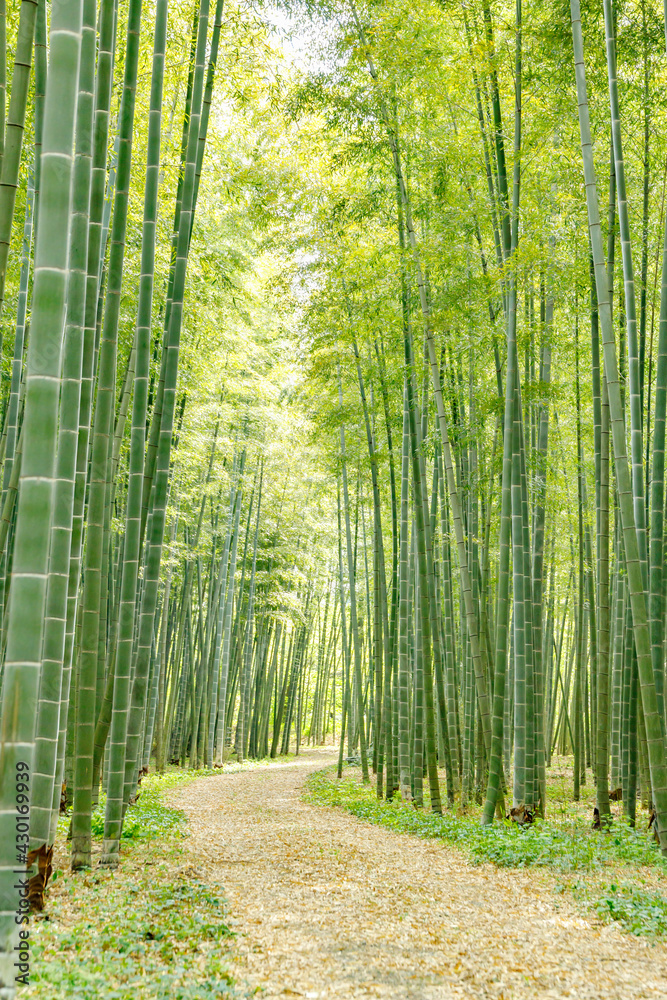 瑞々しい新緑の竹林