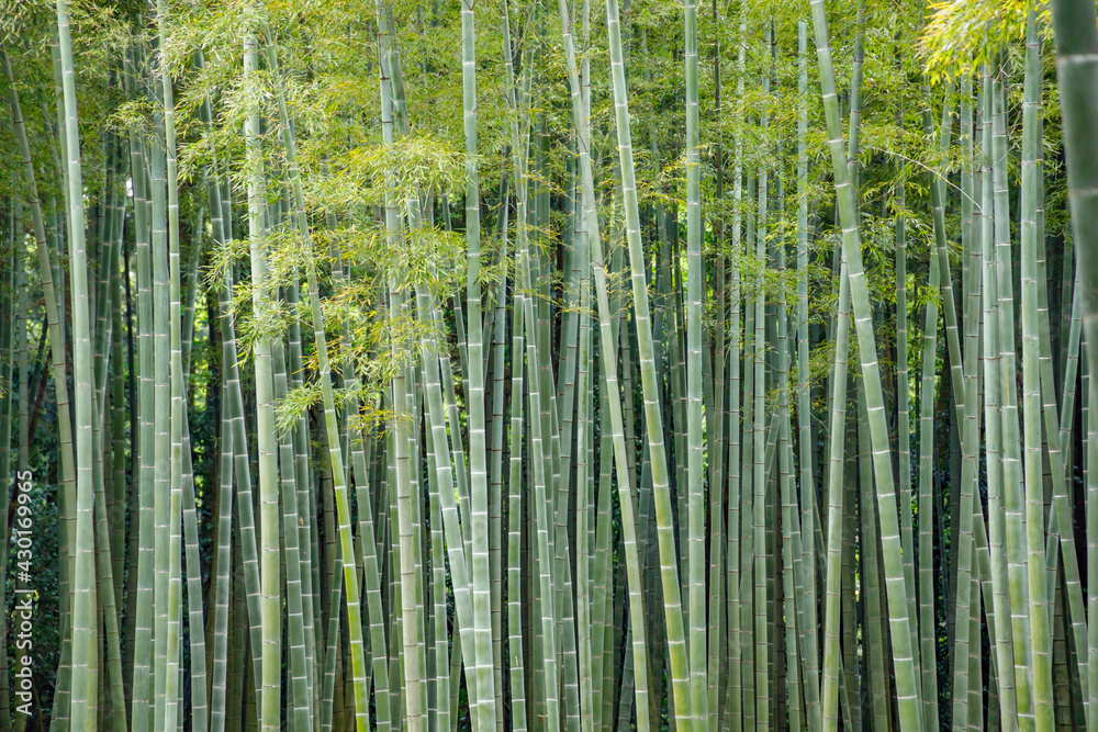 瑞々しい新緑の竹林