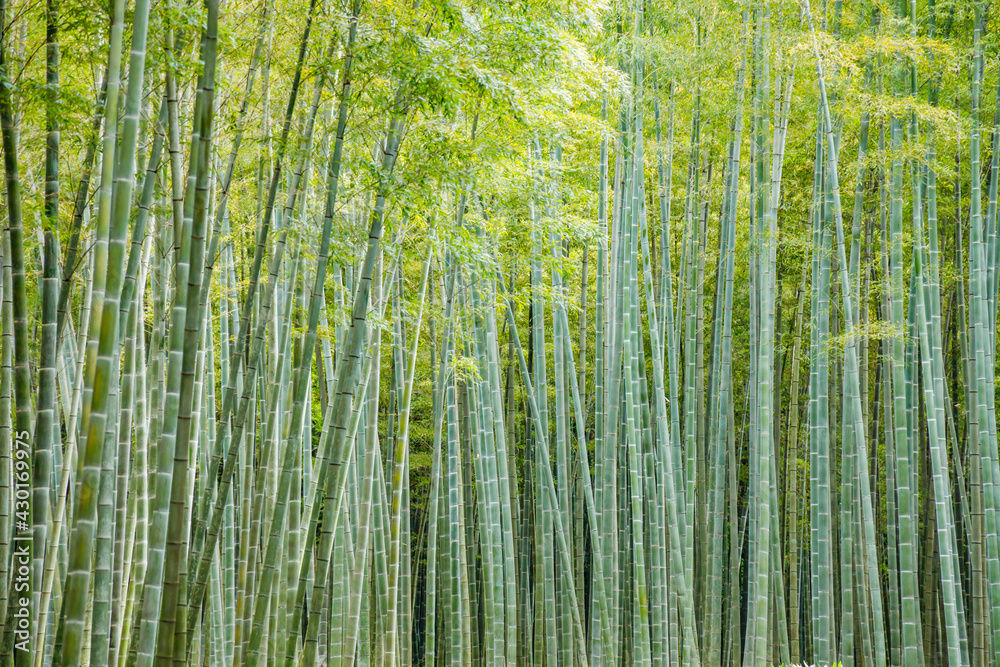 瑞々しい新緑の竹林