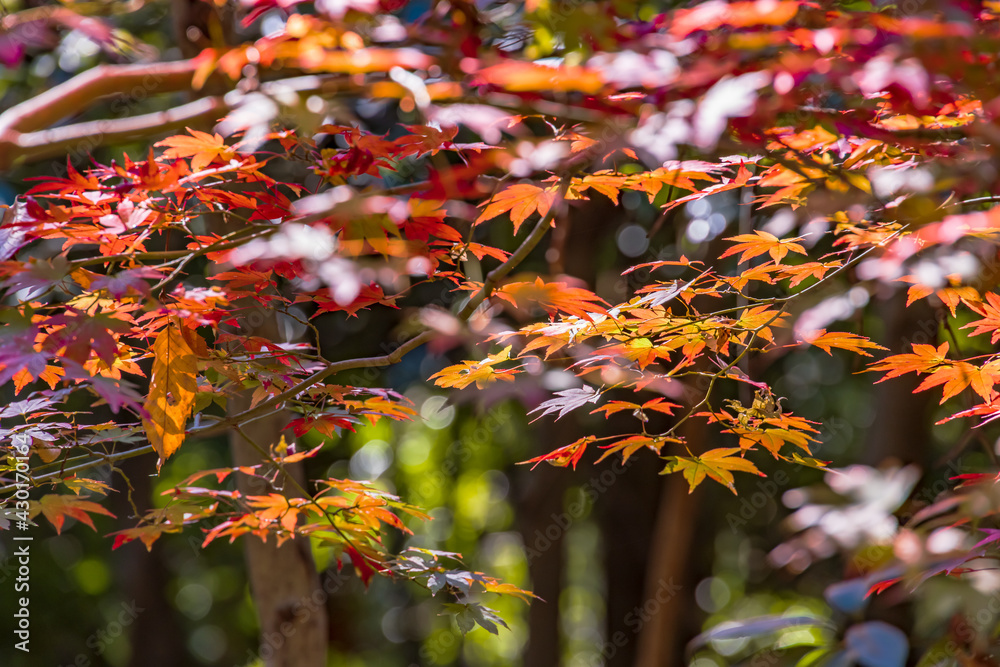 太陽の光を浴びる紅葉した楓