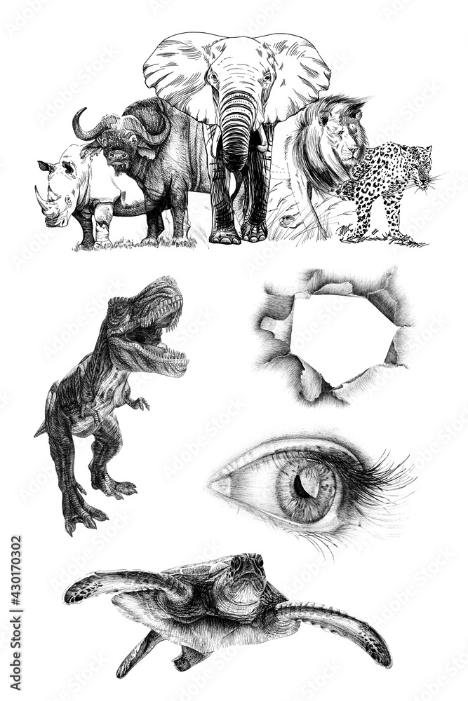 Big african five animal. Hand drawn illustration