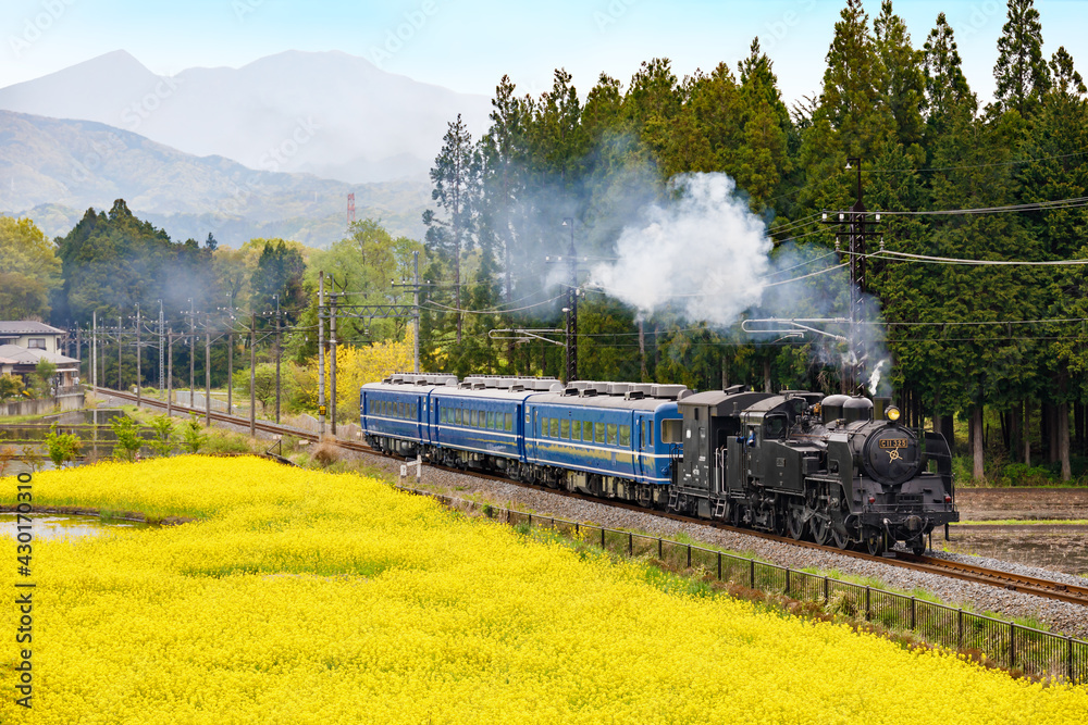 満開の菜の花の横を走る蒸気機関車