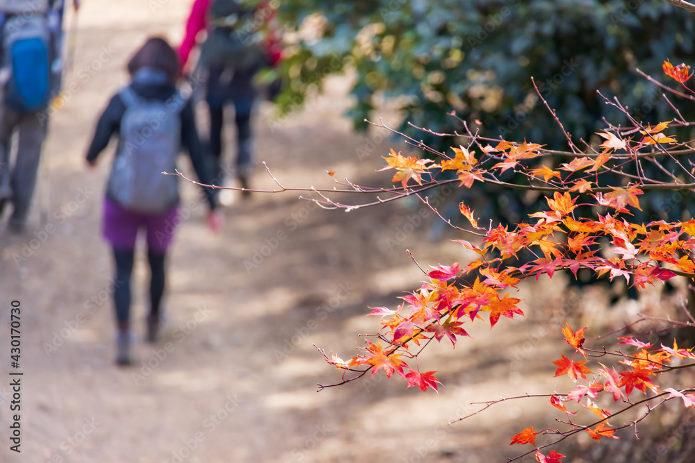 太陽の光を浴びる紅葉した楓