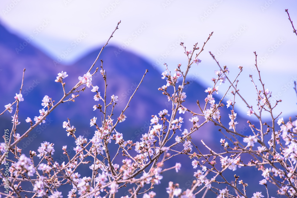 ピンク色の花びらが綺麗な桜の花