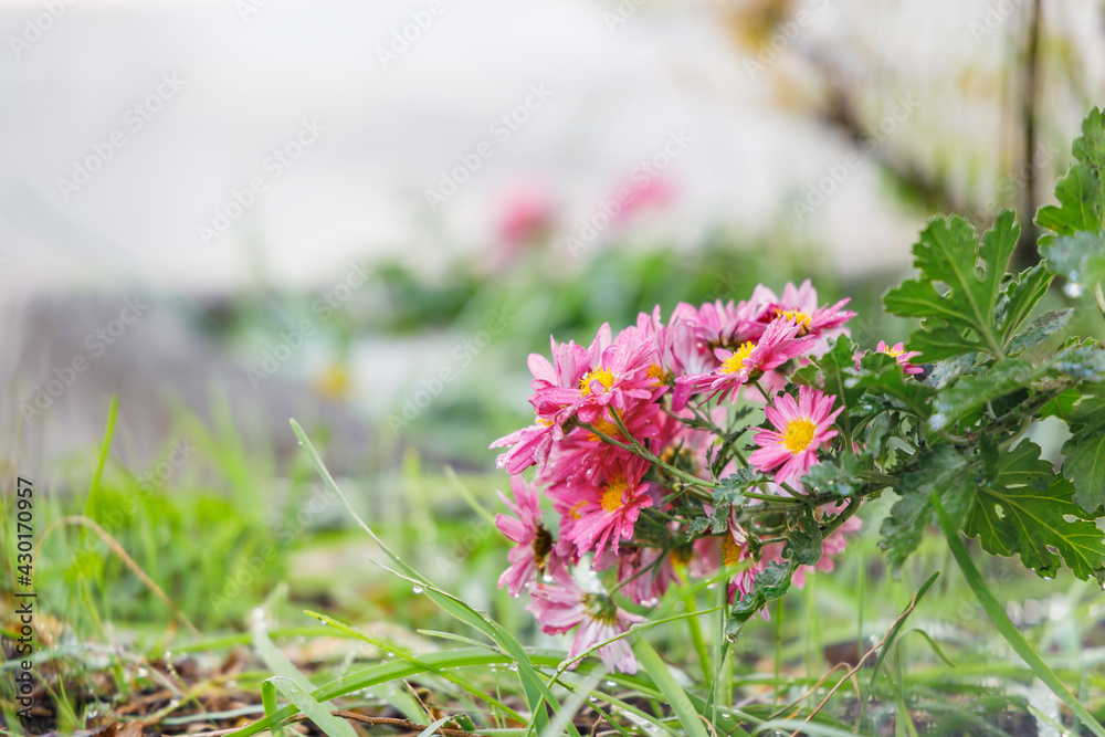 水滴が綺麗な紫色の花