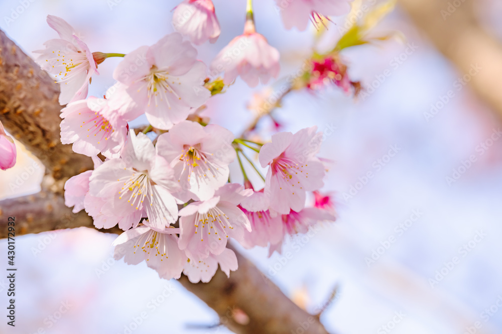 ピンク色の花びらが綺麗な桜の花