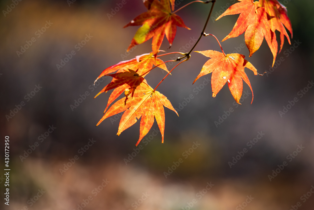 太陽の光を浴びる紅葉した楓