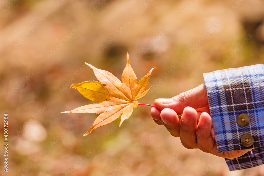 手に持った、綺麗に紅葉した楓の葉