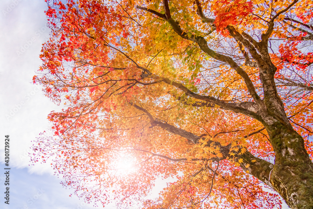 太陽の光を浴びる紅葉した楓