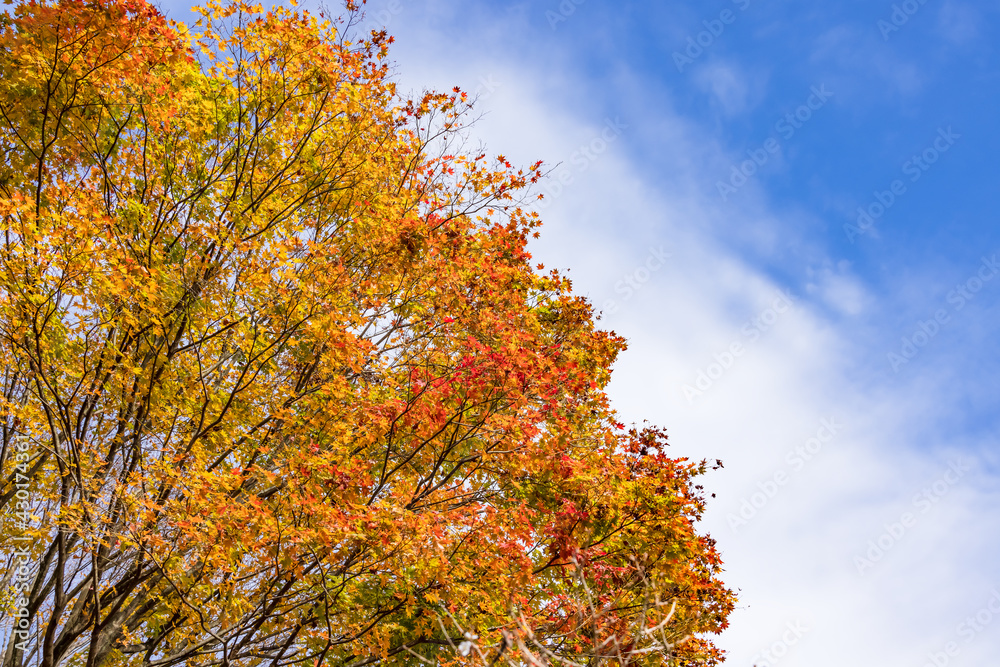 太陽の光を浴びる紅葉した楓