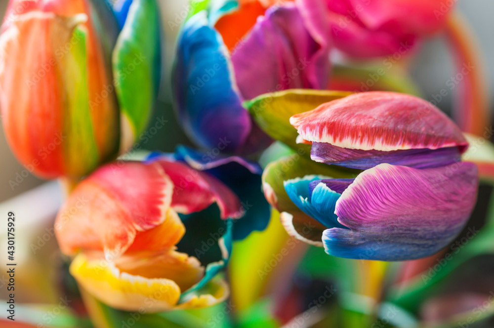 Close up of tulips / Floral background, close up of tulip flowers with selective focus.