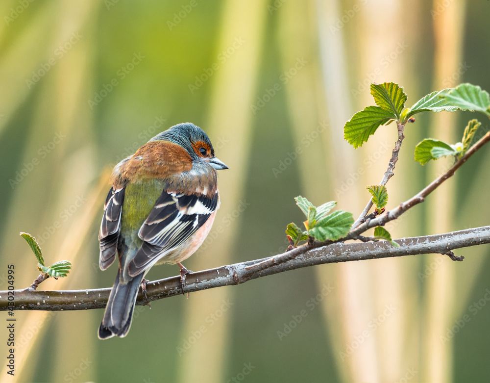 在早春的早晨，Chaffinch（柯氏Fringilla coelebs）坐在树枝上