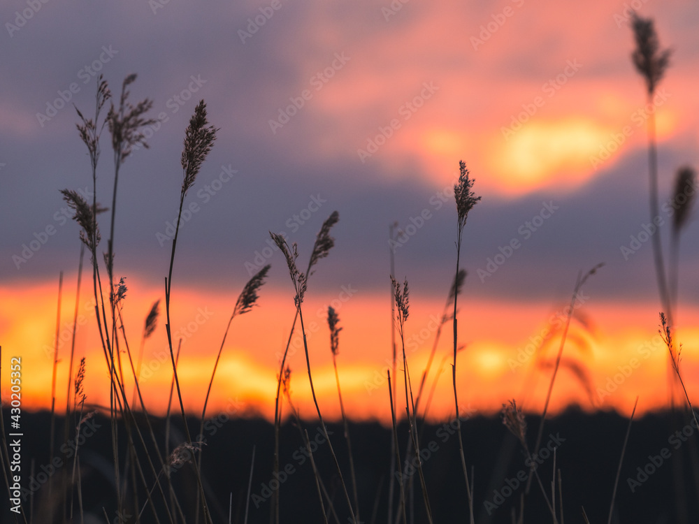 湖面上美丽日落时的芦苇剪影