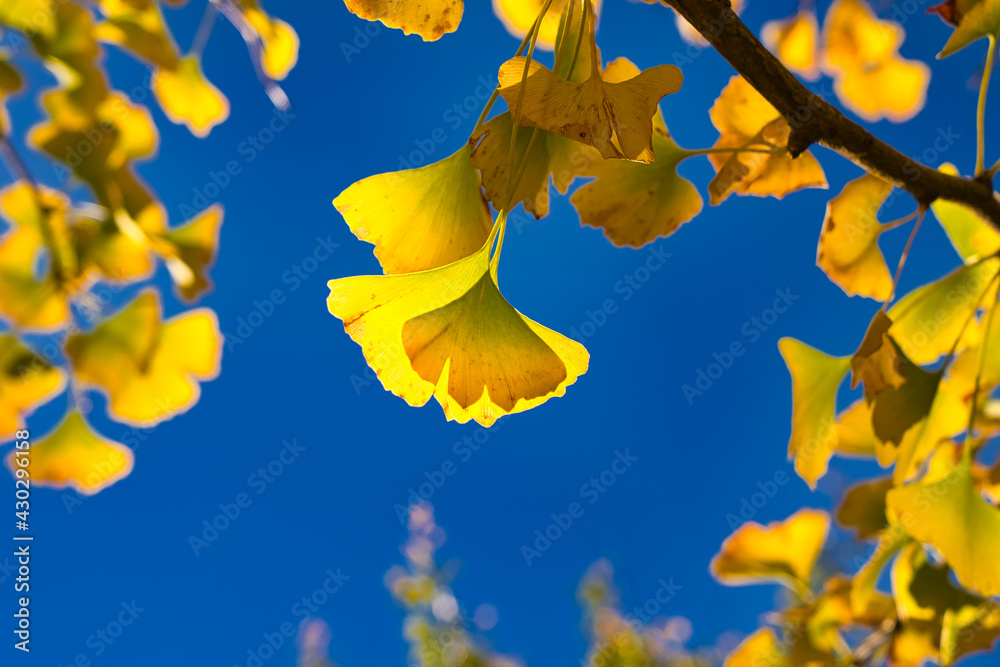 银杏（Ginkgo biloba）黄色的叶子，背景是蓝天。各种植物和natu