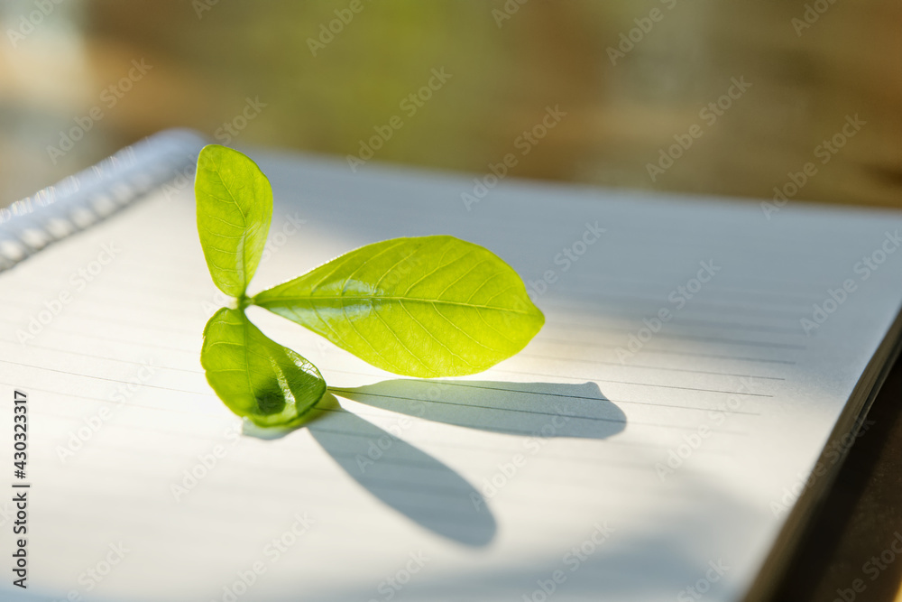 特写笔记本上的几片绿叶，光影，背景模糊