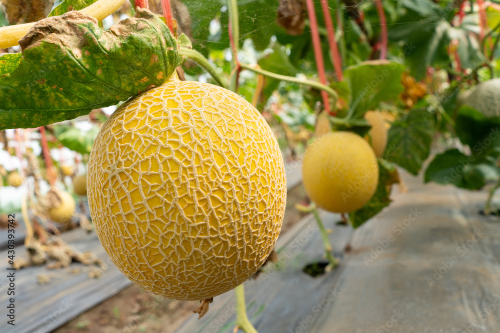 Yellow orgranic melons fruit or cantaloupe in melons farm plant green house.