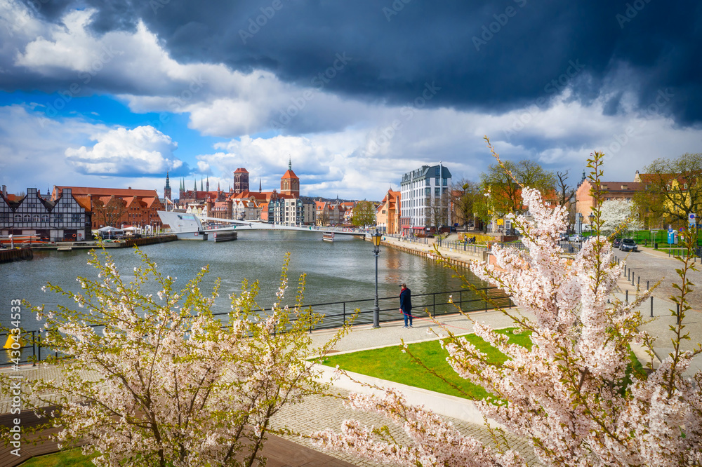 April morning in Gdańsk with blossoming apple trees by the Motława River. Poland