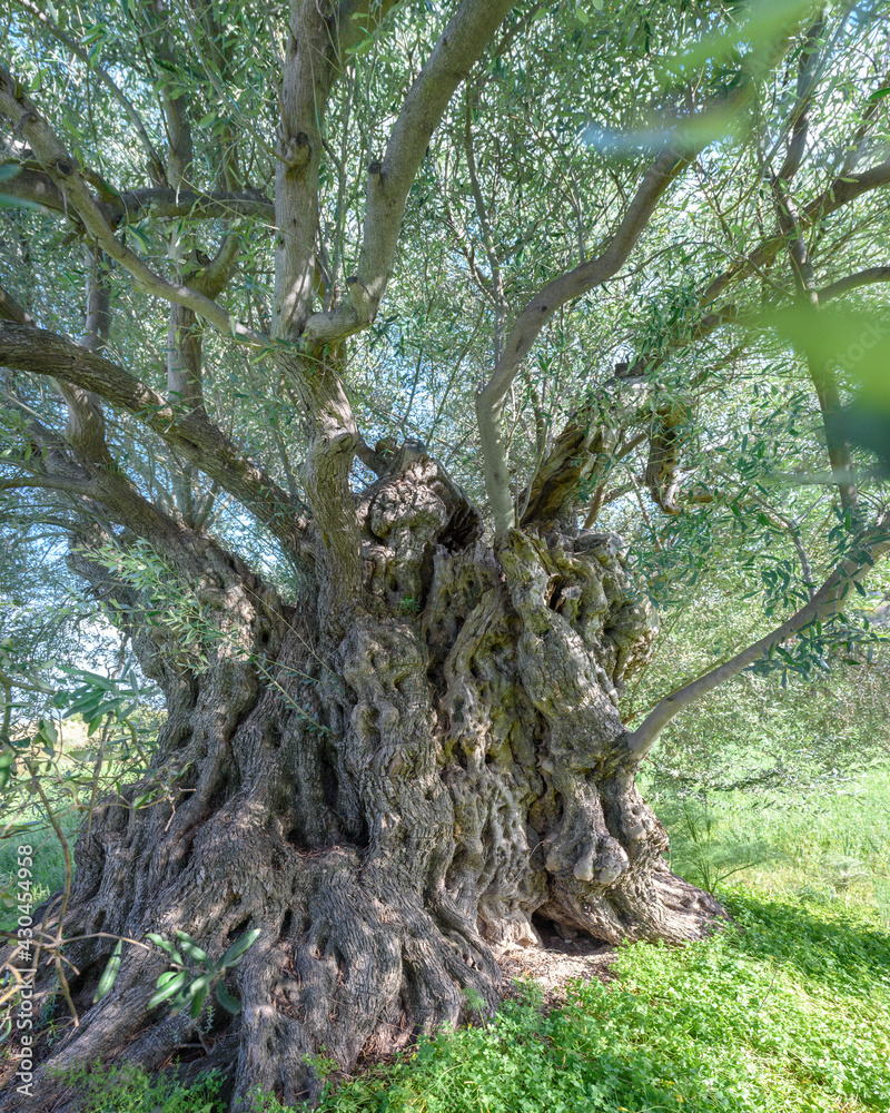 Centuries old olive tree in Lefkara, Cyprus. Tree trunk closeup