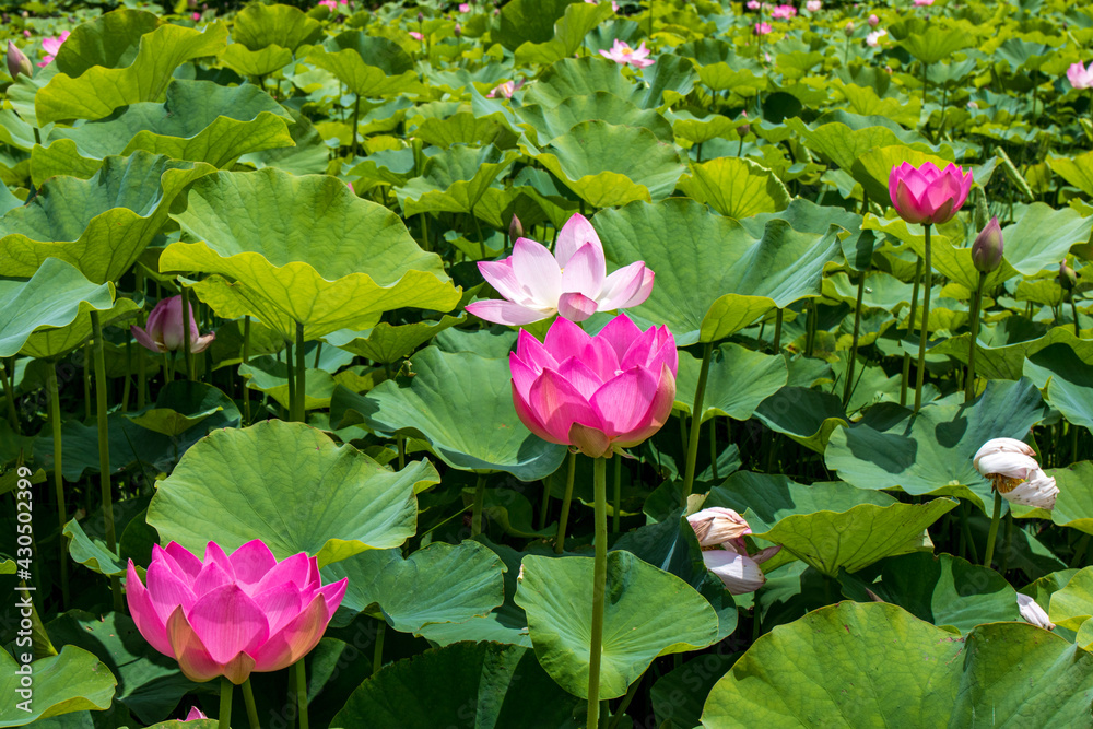 粉红莲花