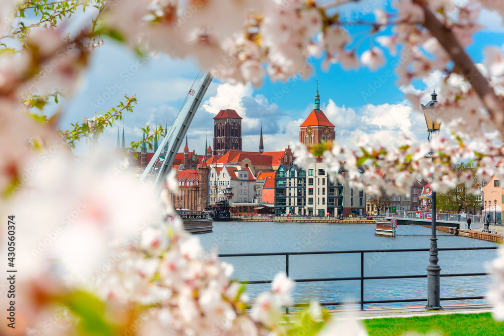 Spring scenery of the old town in Gdańsk around blooming trees. Poland