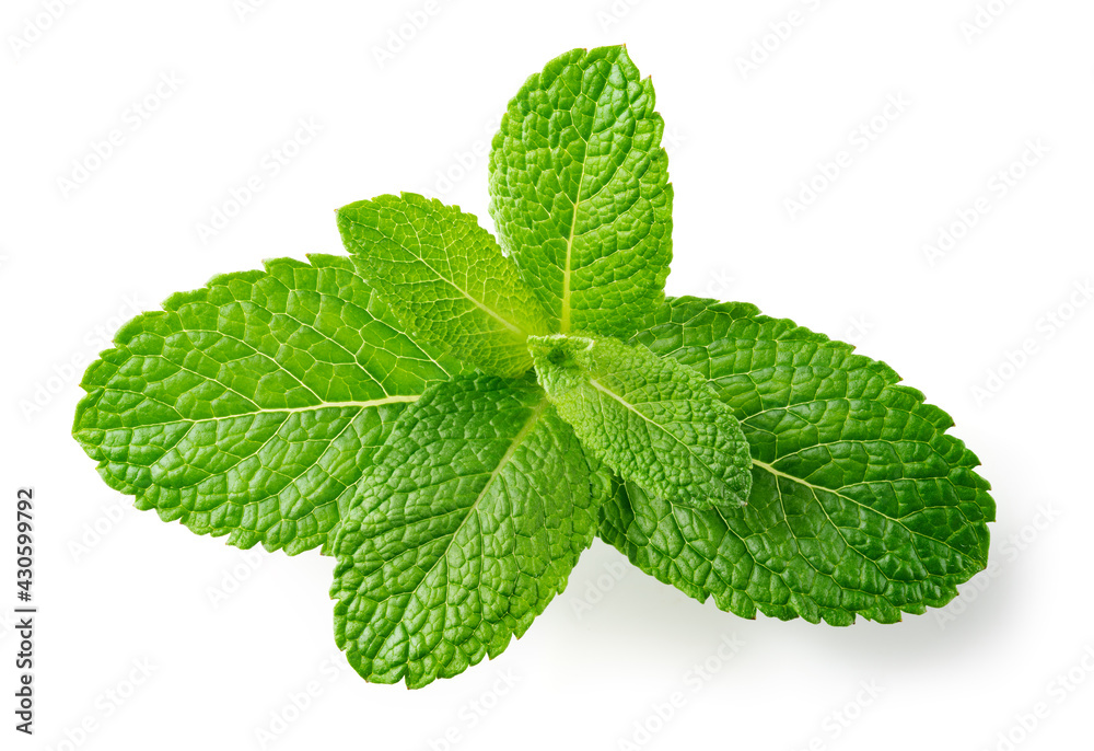 Mint leaves top view. Fresh mint on white background. Mint branch with leaf isolated. Full depth of 