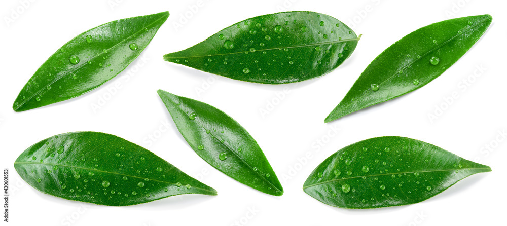 Citrus leaves on white. Orange, lemon, lime, tangerine wet leaf isolated. Leaf set with drops top vi