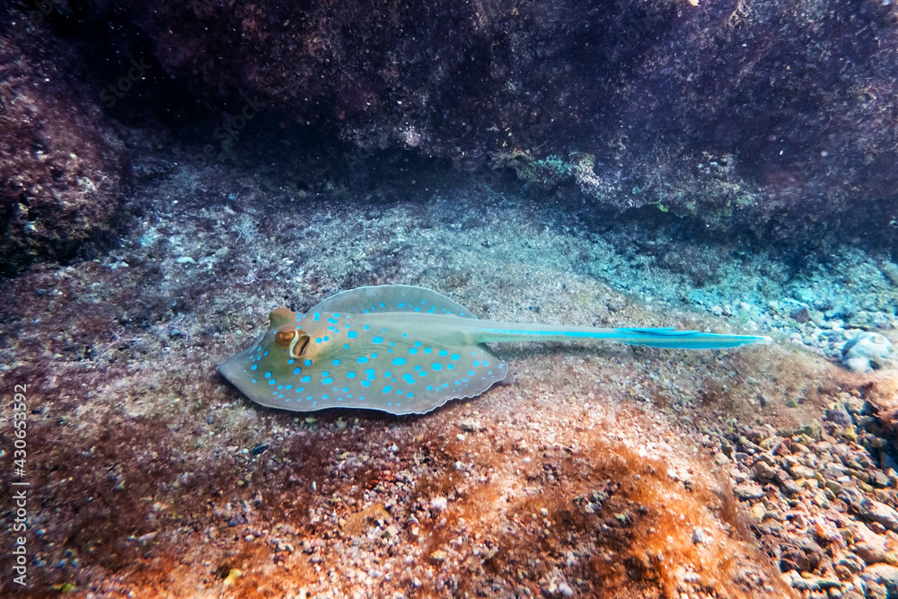 Blue spotted Stingray on sand bootom in the Red Sea