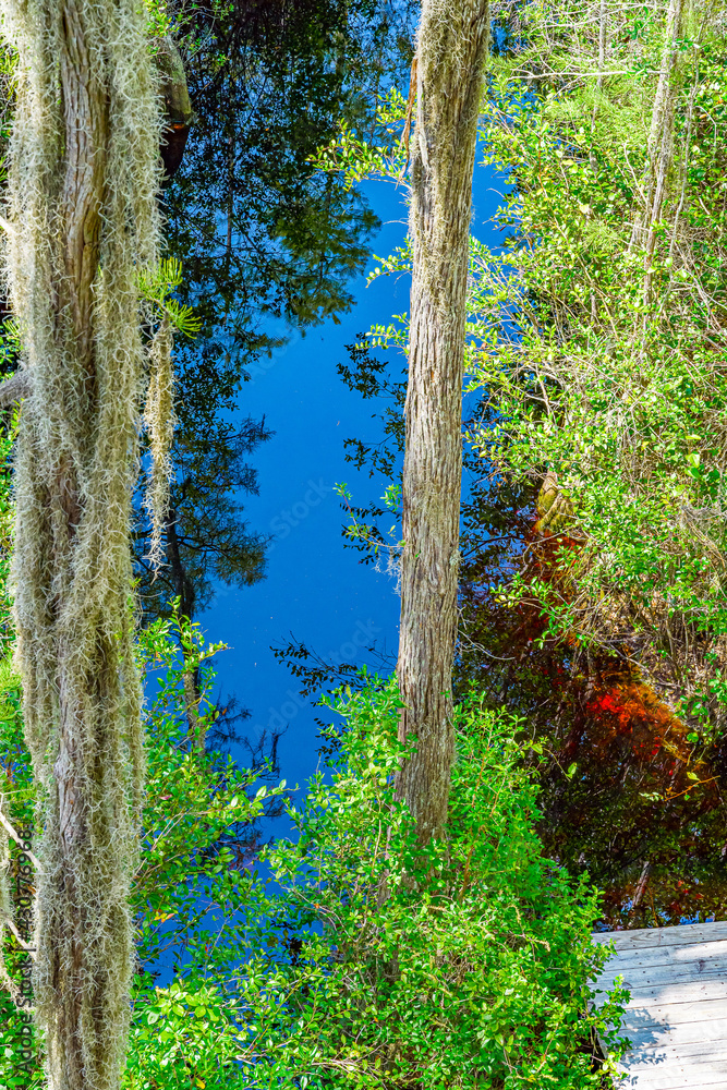 Wooden path through forest woods of Okefenokee Swamp Park in Georgia.