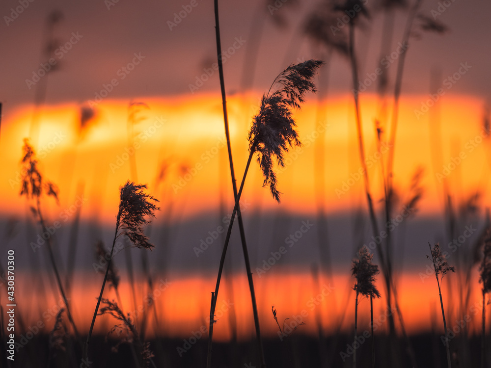 森林湖上美丽日出时的芦苇剪影