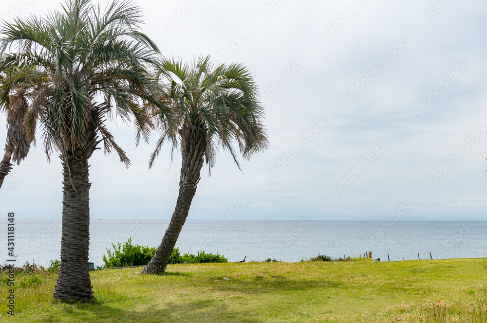 パームツリーと海　三浦半島（神奈川県三浦市）　三戸浜海岸の風景