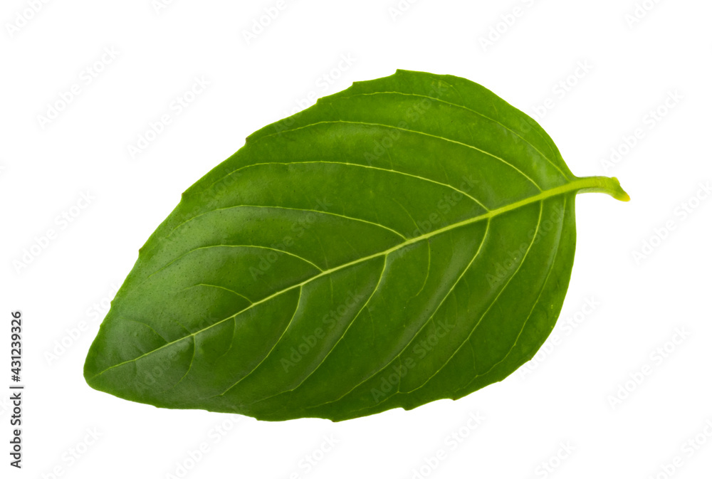 Basil leaf isolated without shadow