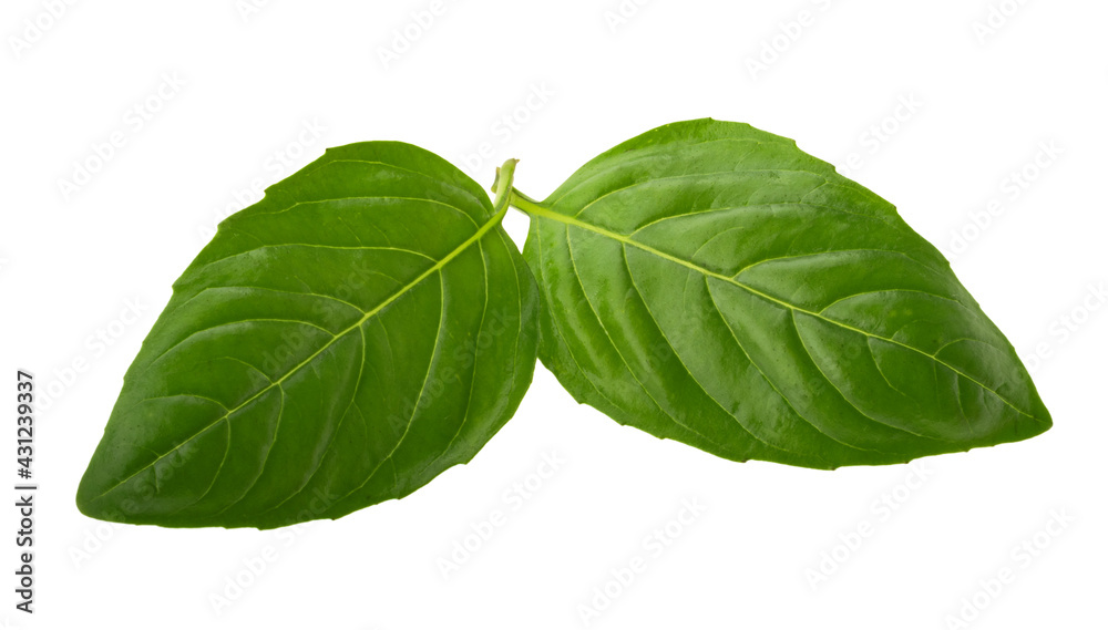 Basil leaf isolated without shadow