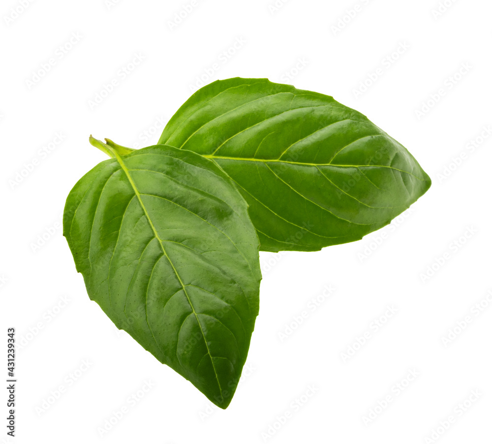 Basil leaf isolated without shadow