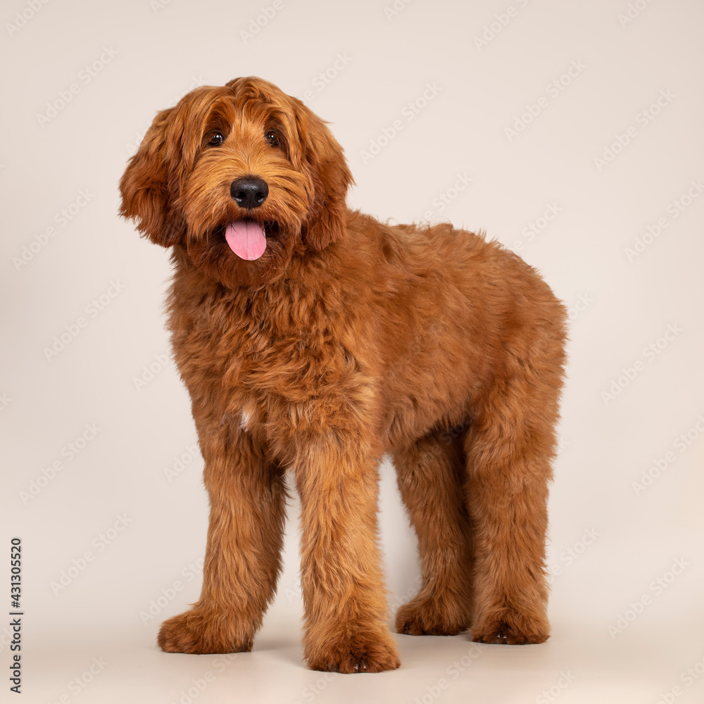 Handsome male apricot or red Australian Cobberdog aka Labradoodle, standing a bit side ways. Looking