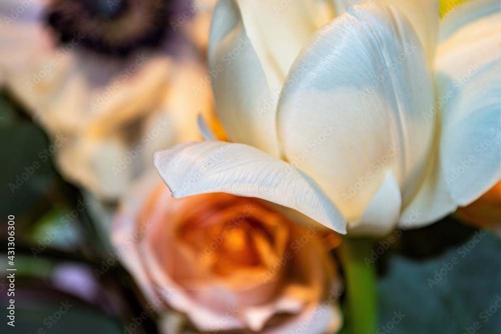 rings on a flower. art foto